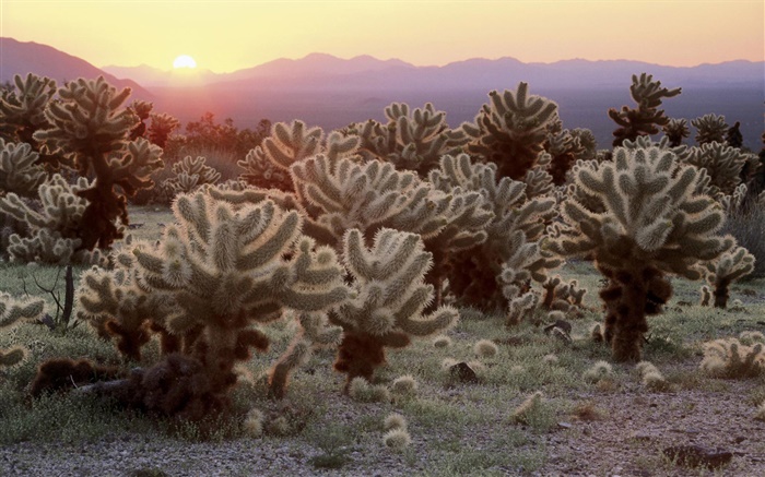 Пустыня, кактус, восход обои,s изображение