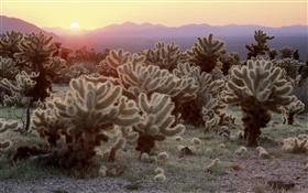 Пустыня, кактус, восход HD обои