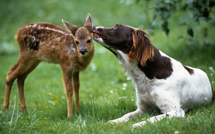 Собака с оленями обои,s изображение