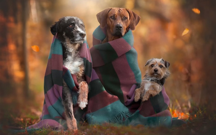 Собаки семьи, осень обои,s изображение