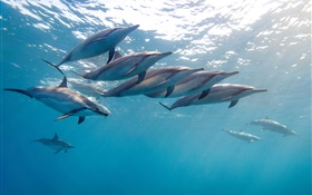 дельфин, Гавайи, океан, голубое море