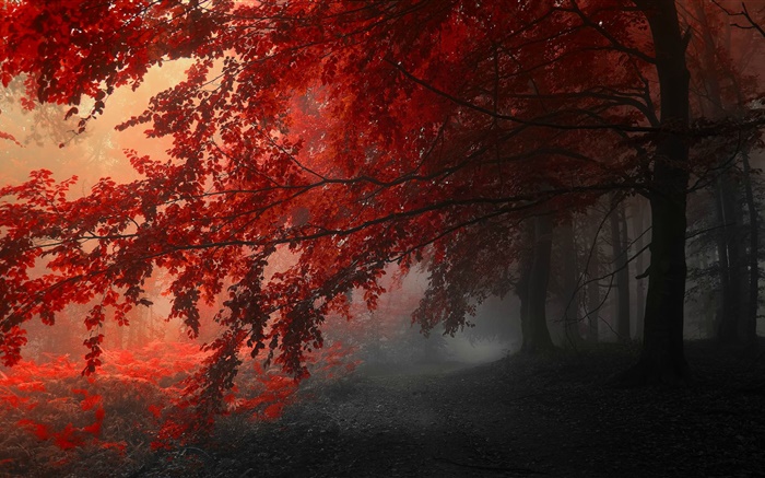 Сумерки, осень, лес, красные листья обои,s изображение