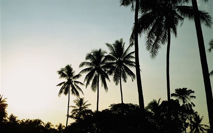 Сумерки, вечер, пальмы, силуэт обои,s изображение
