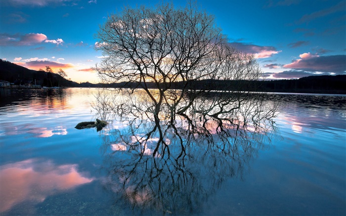 Сумерки, деревья в озере, вода отражение, закат обои,s изображение