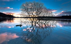 Сумерки, деревья в озере, вода отражение, закат