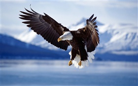 Орел летать, крылья, озеро HD обои
