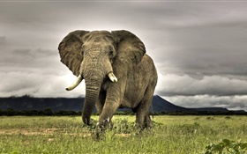 Слон крупным планом, трава HD обои