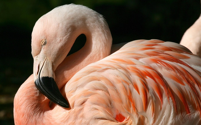Фламинго крупным планом обои,s изображение