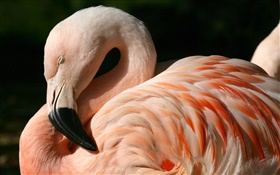 Фламинго крупным планом