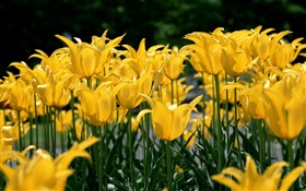 Цветочные поля, желтый тюльпан
