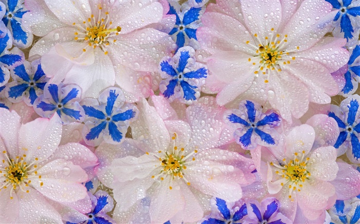 Фон Цветы, капли воды обои,s изображение