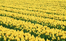 Полевые цветы, желтые тюльпаны HD обои