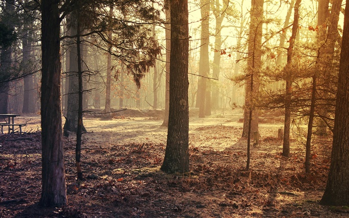 Лес, деревья, осень обои,s изображение