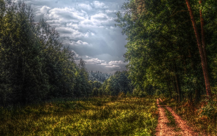 Лес, деревья, путь, облака обои,s изображение