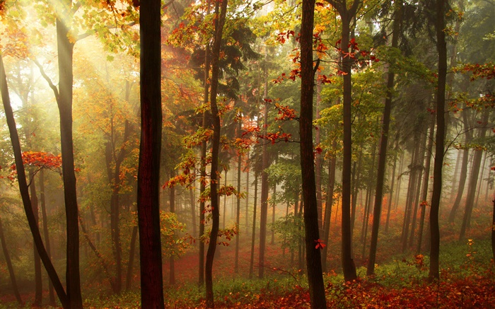 Лес, деревья, солнечные лучи, осень обои,s изображение