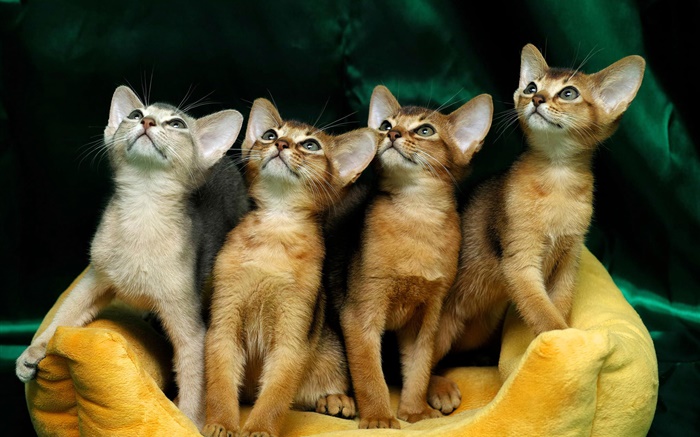 Четыре милые котята обои,s изображение