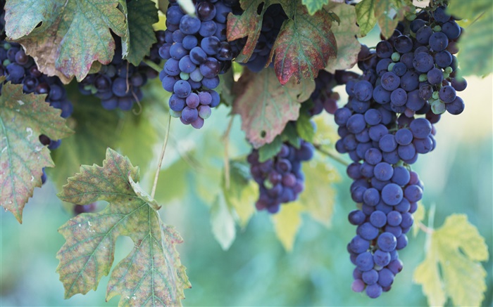 фрукты крупным планом, виноград обои,s изображение