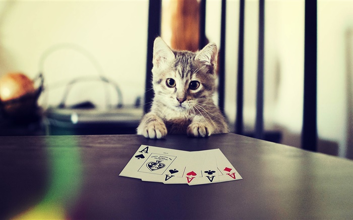 Смешные животных, котенок играет в покер обои,s изображение