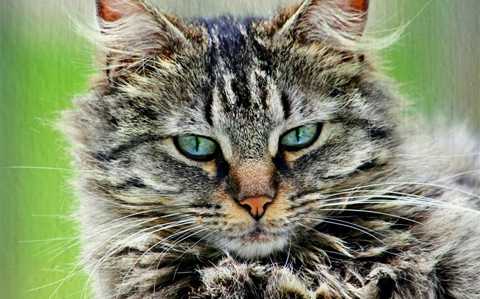 Пушистый полосатый серый кот обои,s изображение