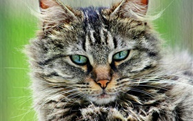 Пушистый полосатый серый кот HD обои