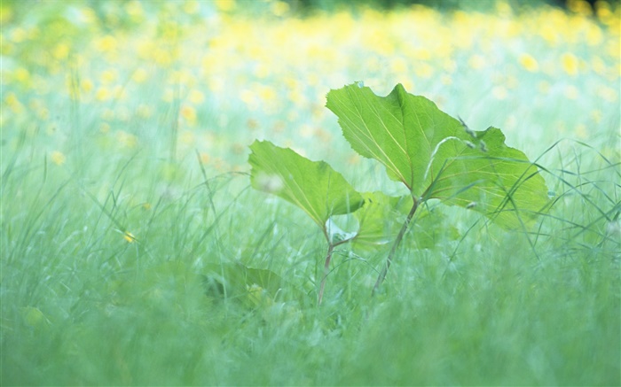Трава, листья, лето обои,s изображение