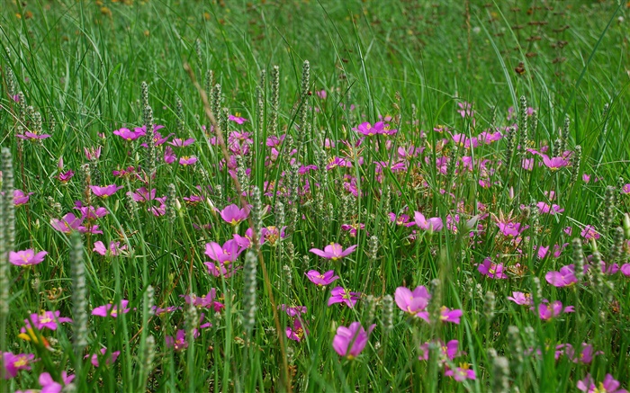 Трава, розовые полевые цветы обои,s изображение