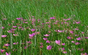 Трава, розовые полевые цветы HD обои