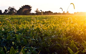 Травяные поля, утро, солнце, Огайо, США HD обои