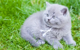 Серый Британская короткошерстная кошка, кот, трава зеленая HD обои