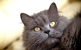 Серый кот, желтые глаза HD обои