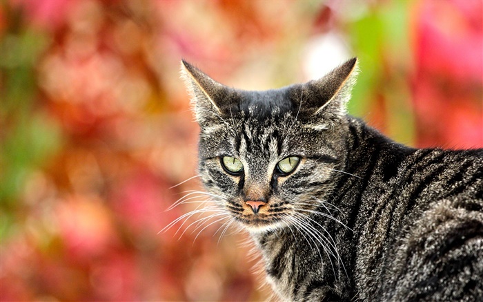Серый полосатый кот обои,s изображение