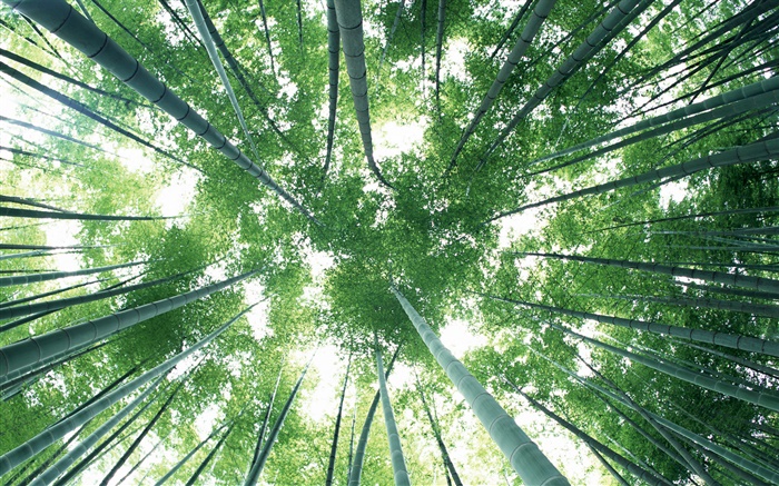 Зеленый бамбуковый лес, небо, блики обои,s изображение