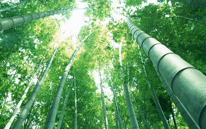 Зеленый бамбук, солнечные лучи обои,s изображение