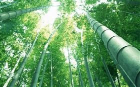 Зеленый бамбук, солнечные лучи HD обои