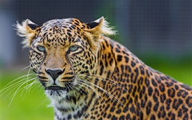 Зеленые глаза леопарда, хищника, лицо
