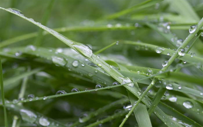 Зеленая трава, после дождя, капли воды обои,s изображение