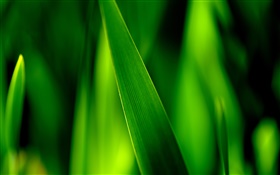 Зеленая трава лезвия макроса HD обои