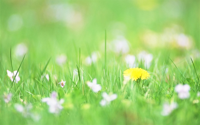 Зеленая трава, желтый цветок, боке обои,s изображение