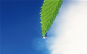 Зеленый лист, голубое небо, блики, роса HD обои