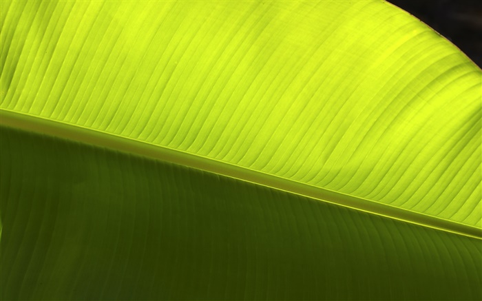 Зеленый лист макросов крупным планом обои,s изображение
