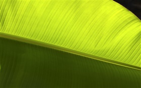Зеленый лист макросов крупным планом HD обои