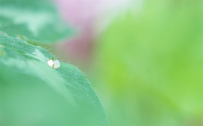 Зеленый лист макросов, капли воды, боке обои,s изображение
