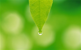Зеленый лист, капли воды, боке