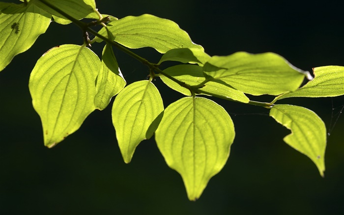 зеленые листья крупным планом, черный фон обои,s изображение