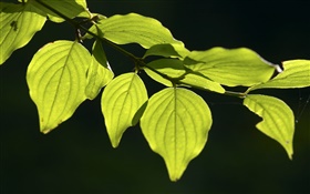 зеленые листья крупным планом, черный фон HD обои