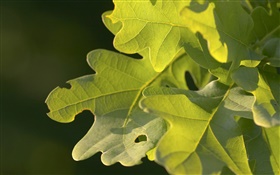 Зеленые листья, макро фотография HD обои