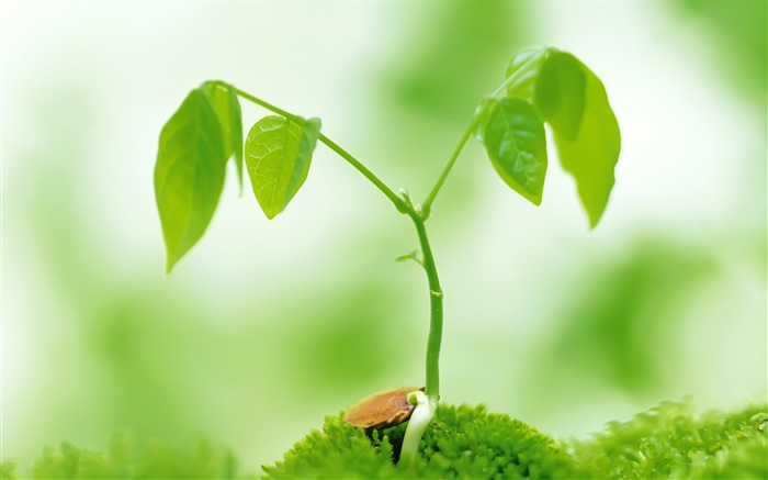 Зеленые листья, зеленые побеги весной обои,s изображение