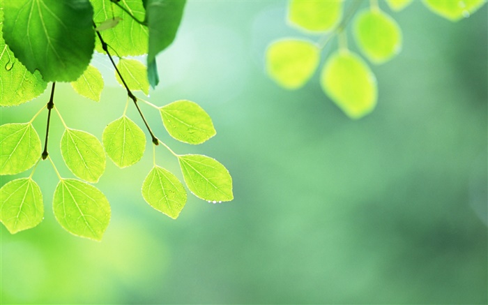 Зеленые листья, ветки, капли воды обои,s изображение
