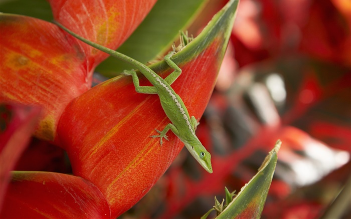 Зеленая ящерица, красные лепестки обои,s изображение