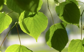 Зеленые листья сердца любовь